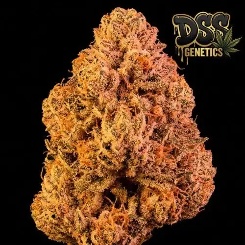 Papaya Feminized Seeds cannabis seeds – Feminized strain