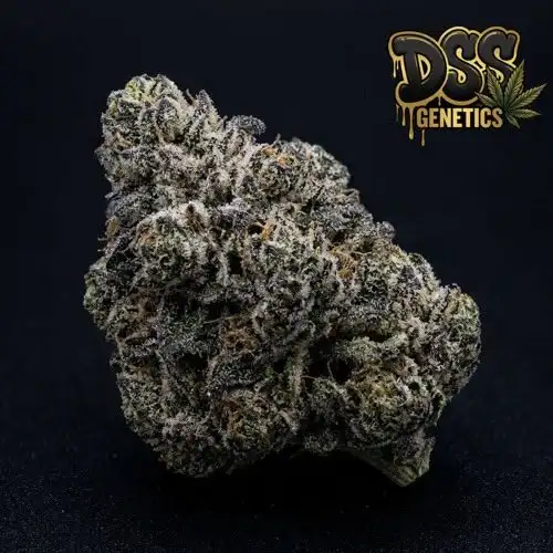 Phantom Cookies Feminized Seeds cannabis seeds – Feminized strain