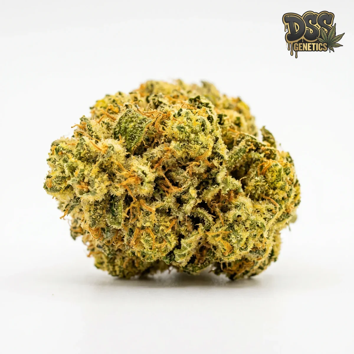 Pineapple Chunk Feminized Seeds cannabis seeds
