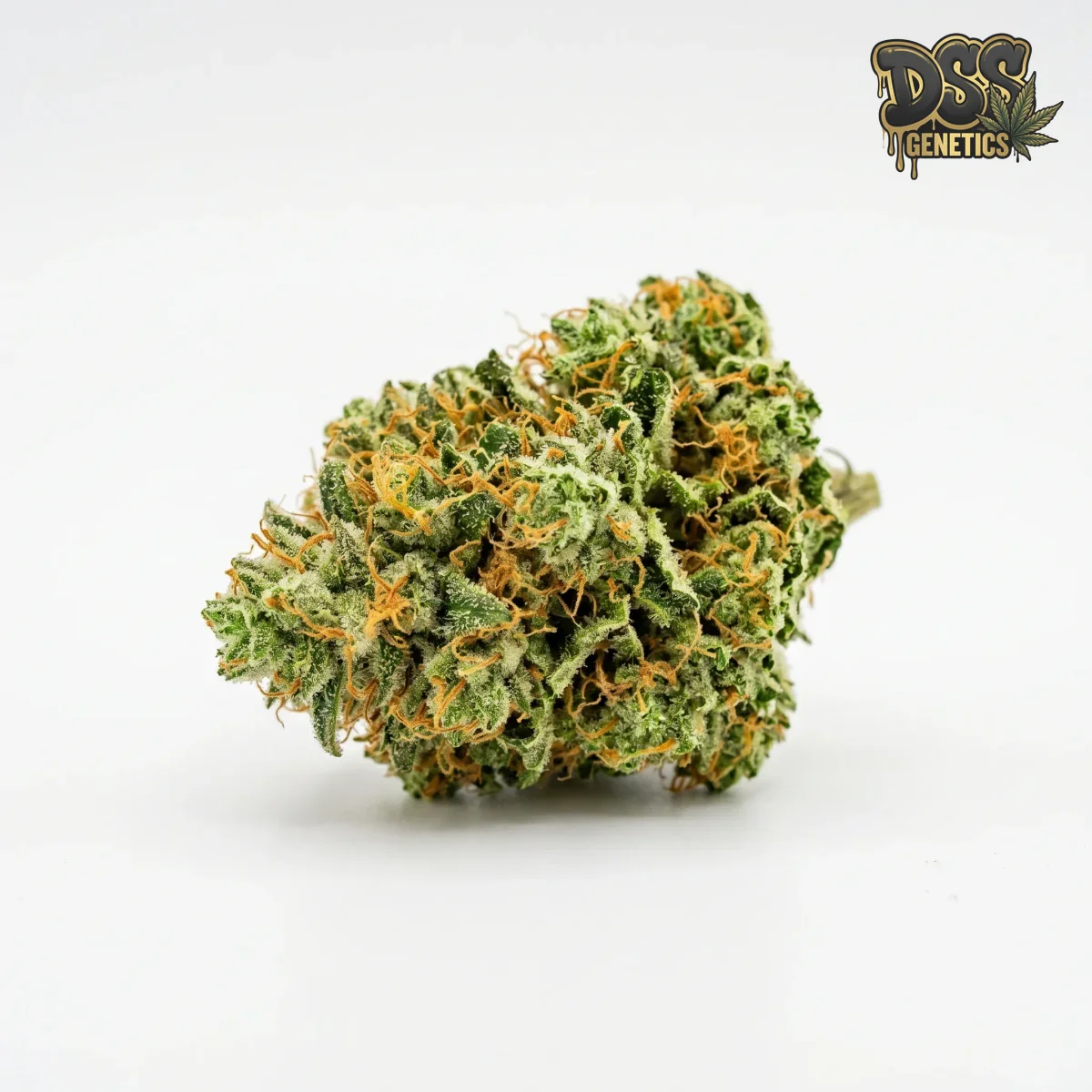 Pineapple Express Autoflower Seeds grow guide