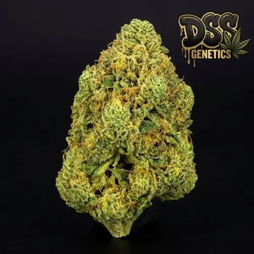 Pineapple Express Feminized Seeds cannabis seeds