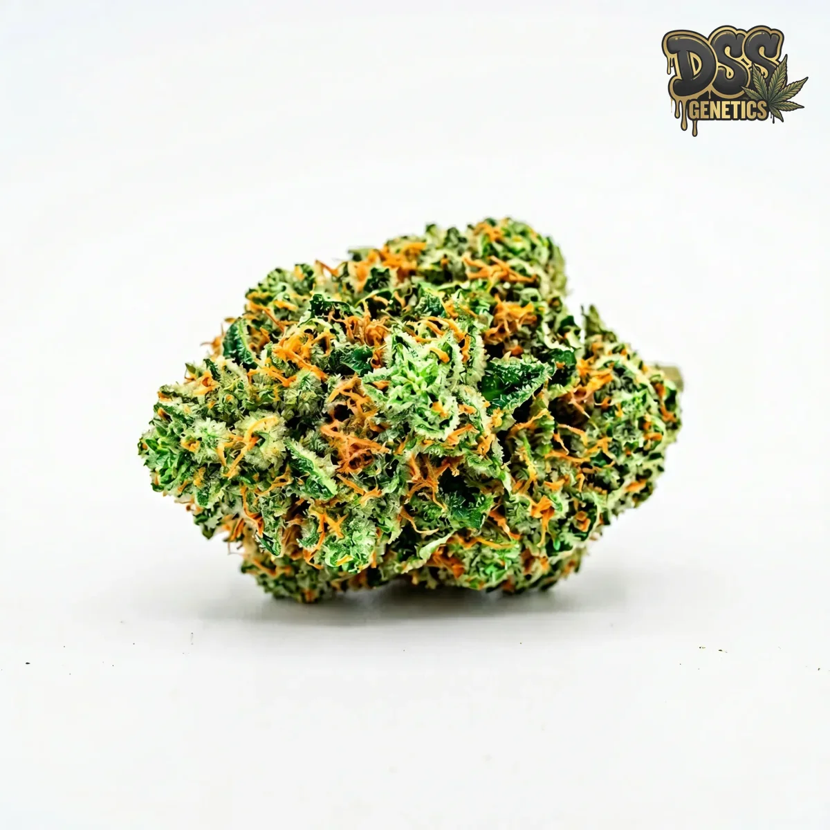 Pineapple Express Feminized Seeds cannabis seeds