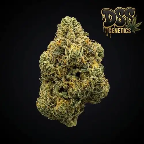 Pineapple Kush Feminized Seeds cannabis seeds