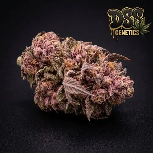 Pink Panther Feminized Seeds cannabis seeds