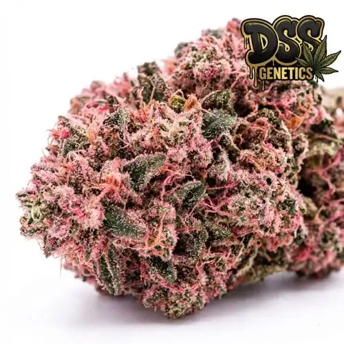 Pink Plant Feminized Seeds cannabis seeds