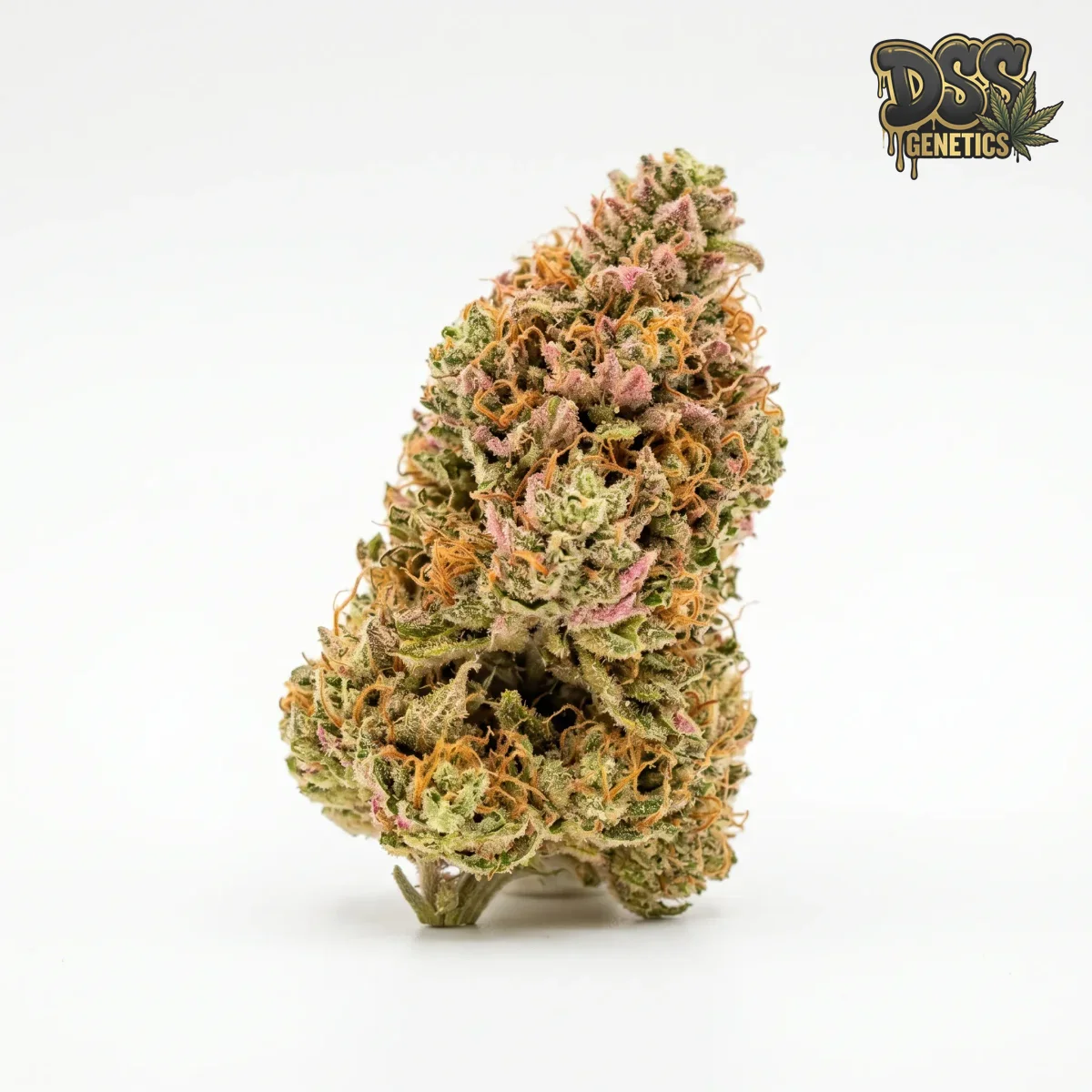 Pink Plant grow guide