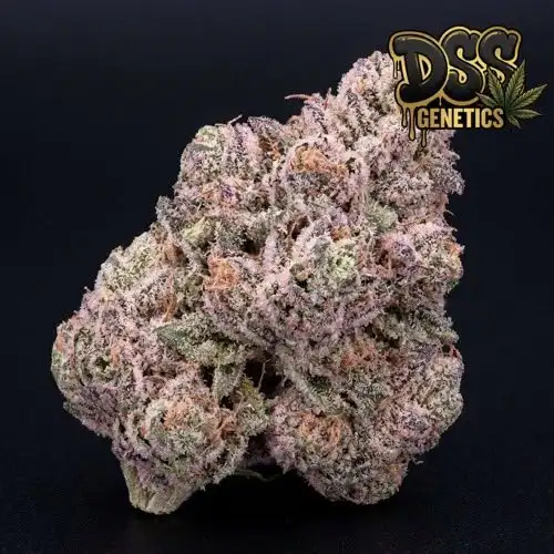 Pink Runtz Feminized Seeds cannabis seeds