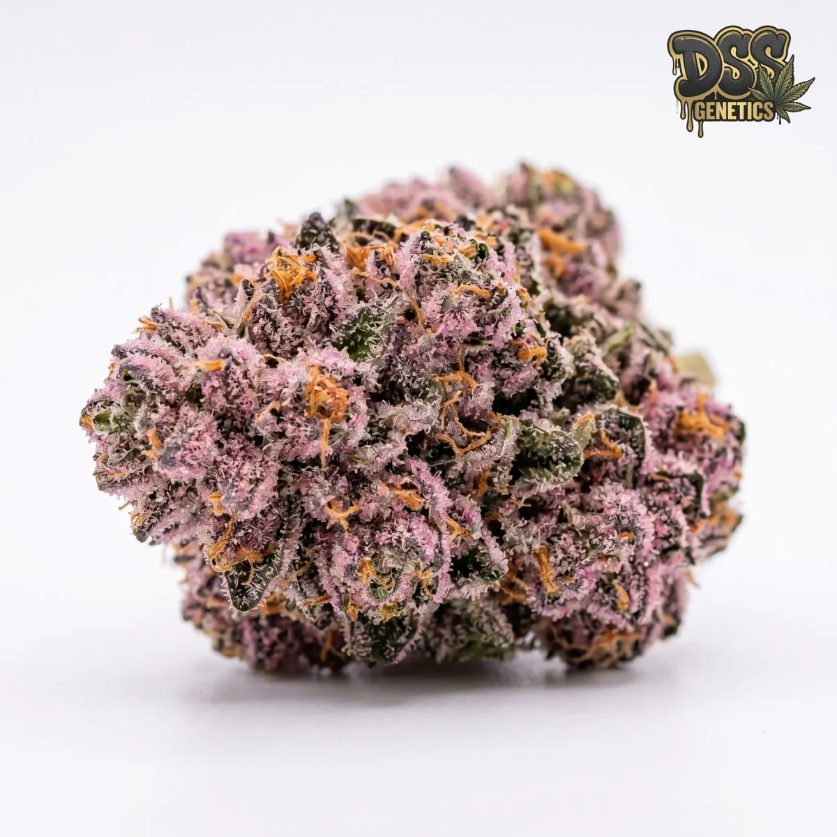 Pink Runtz Feminized Seeds cannabis seeds