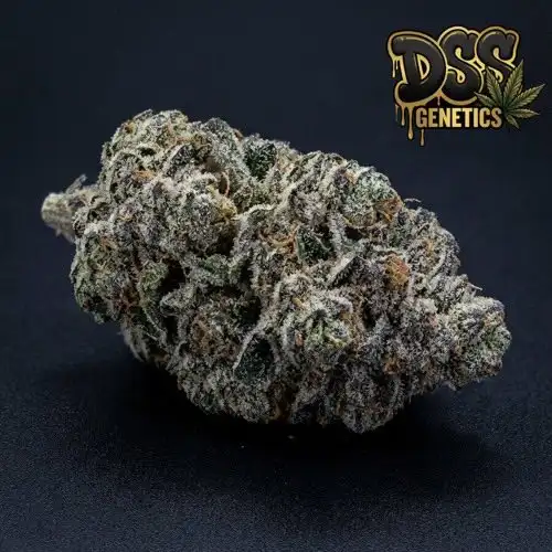 Platinum Bubba Kush Feminized Seeds cannabis seeds