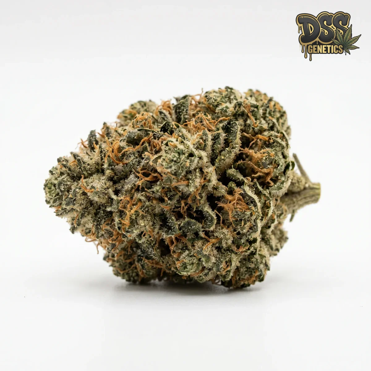 Platinum Bubba Kush Feminized Seeds cannabis seeds