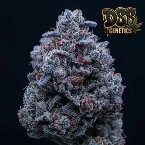 Plushberry Autoflower Seeds cannabis seeds – Regular strain