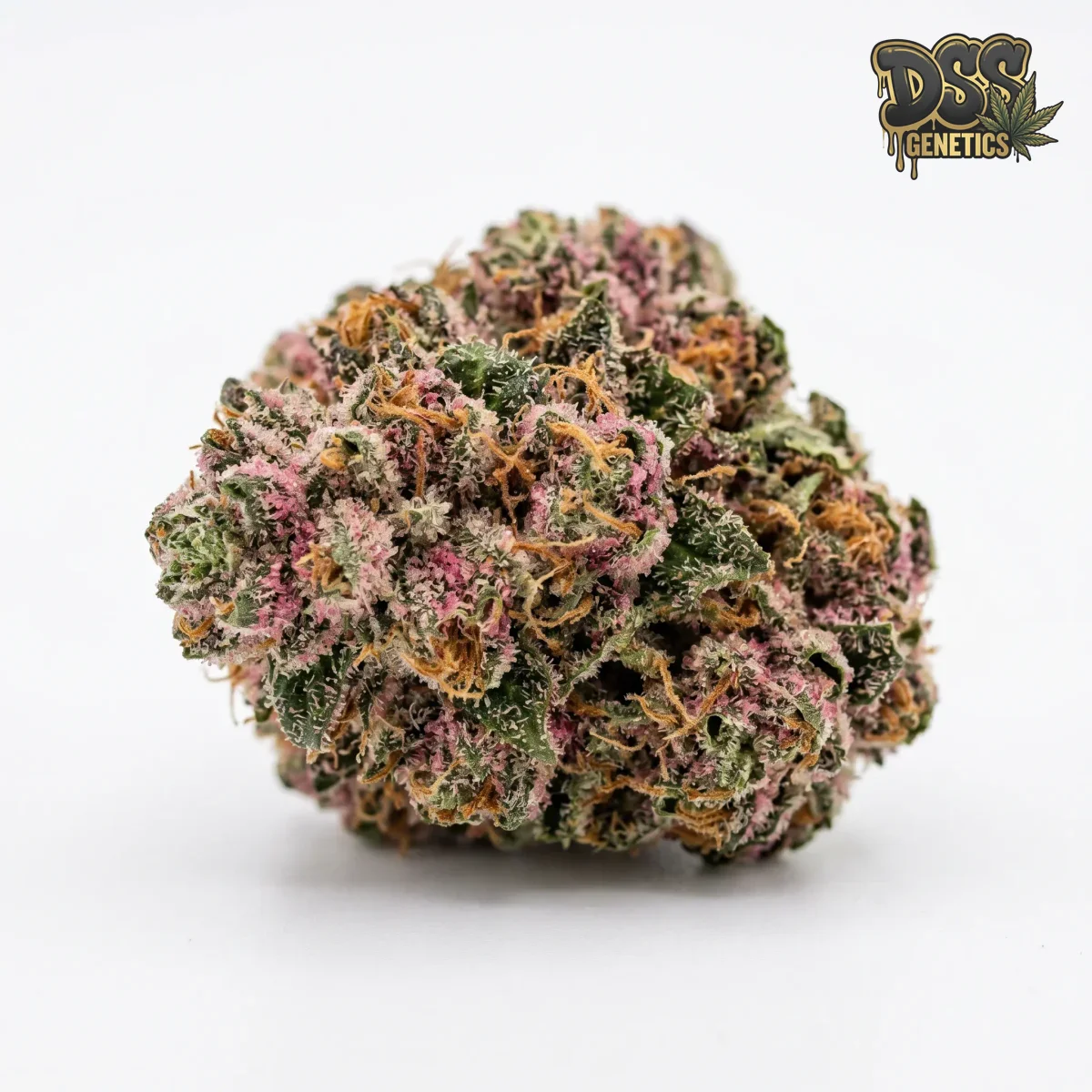 Plushberry Autoflower Seeds grow guide