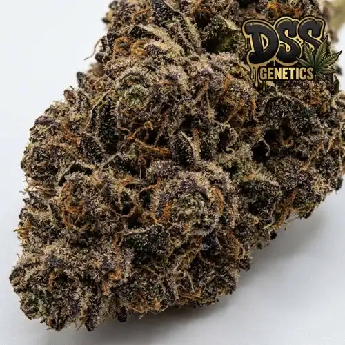 Psychosis grow guide