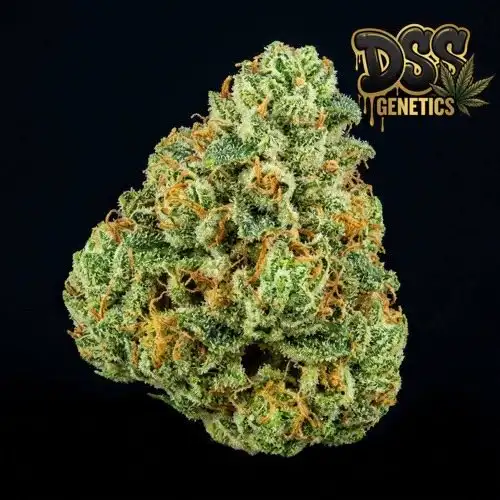 Pure Power Plant Feminized Seeds cannabis seeds