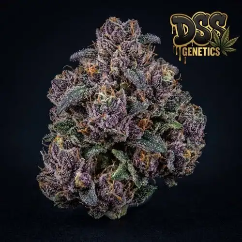 Purple Haze Autoflower Seeds cannabis seeds