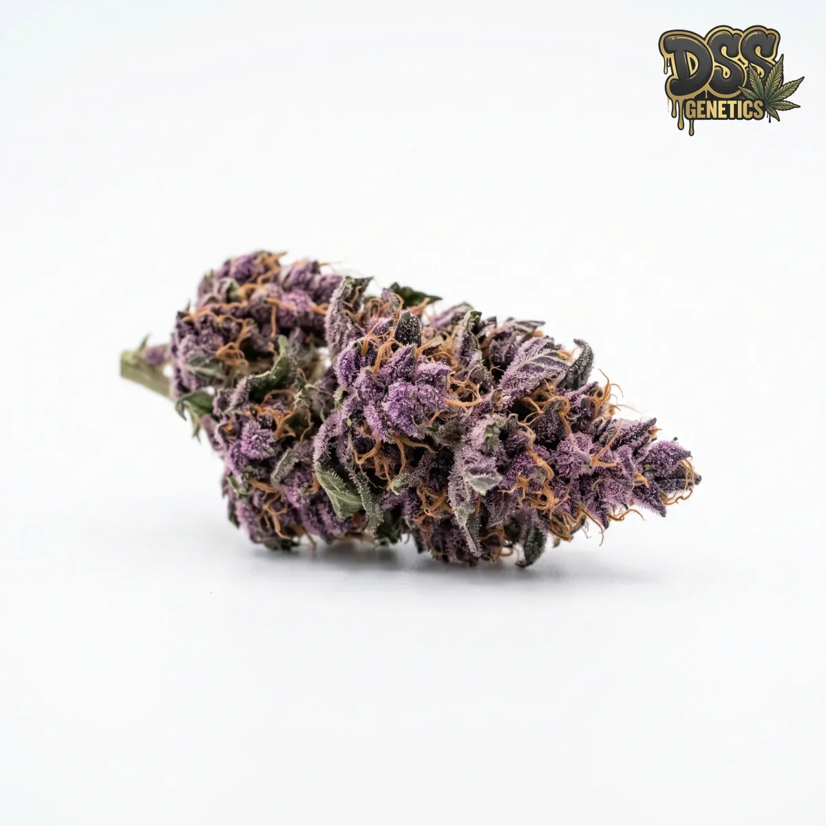 Purple Haze Autoflower Seeds grow guide