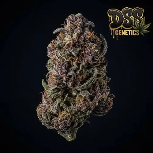 Purple Haze Feminized Seeds cannabis seeds