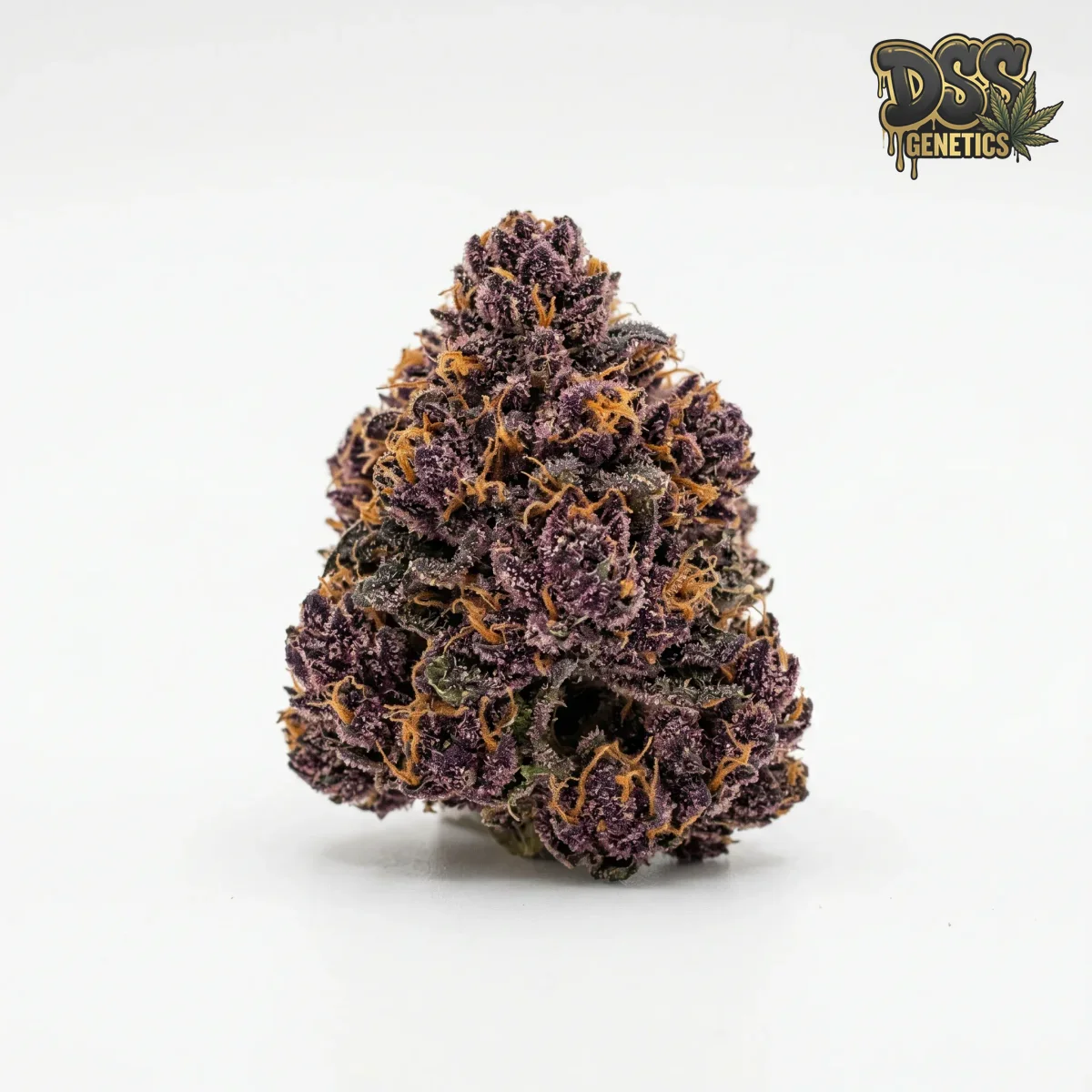 Purple Haze grow guide
