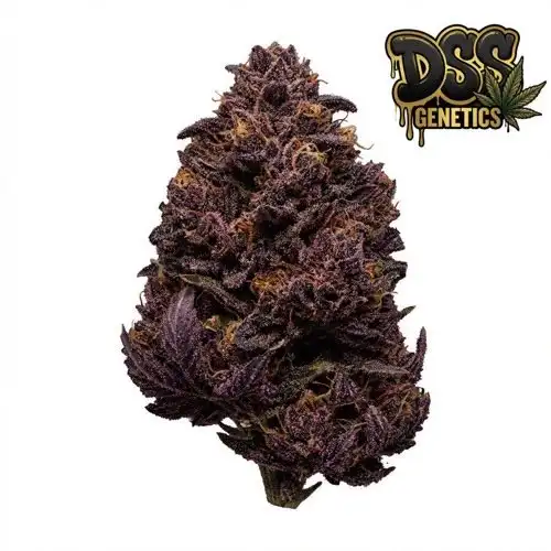 Purple Kush Autoflower Seeds cannabis seeds