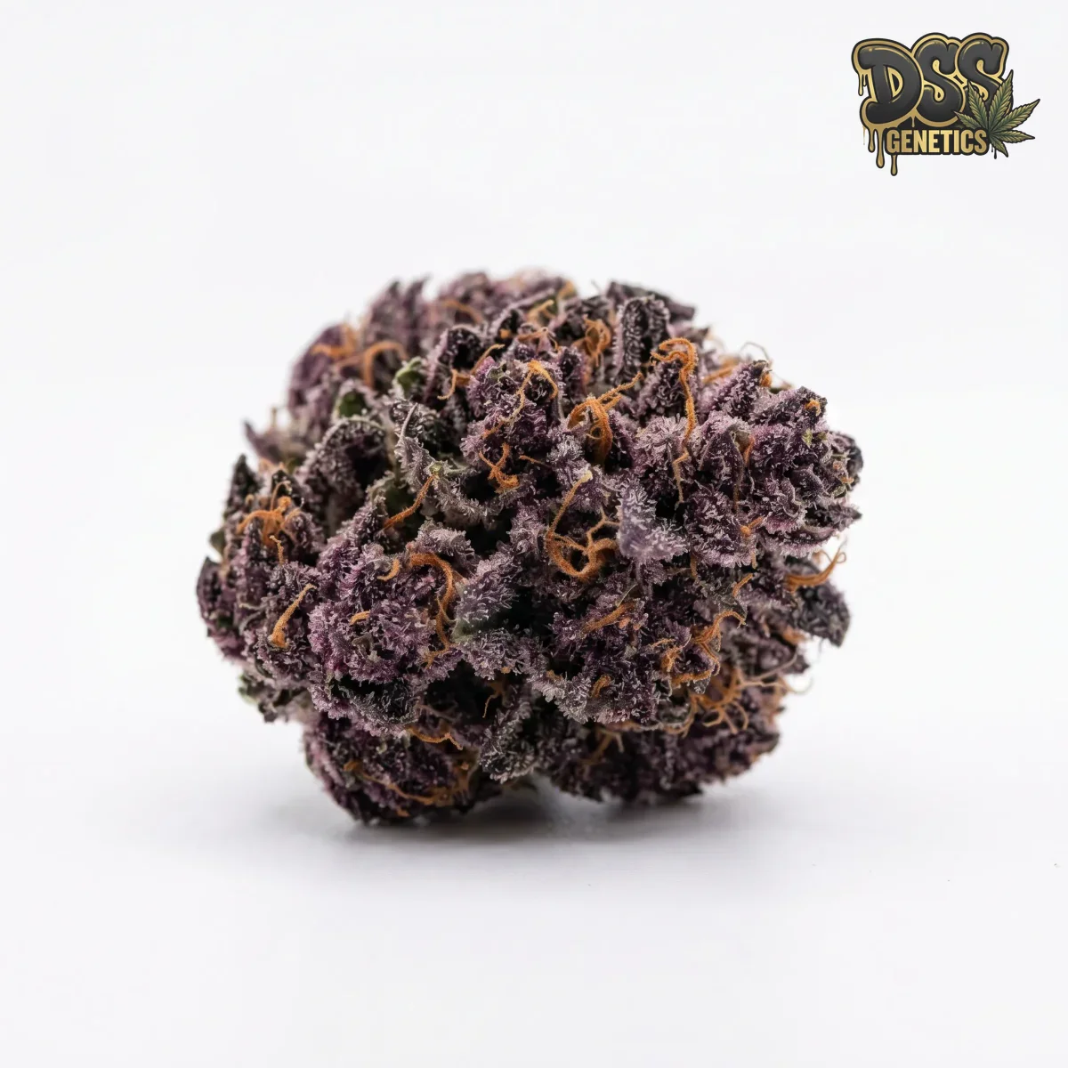 Purple Kush Autoflower Seeds grow guide