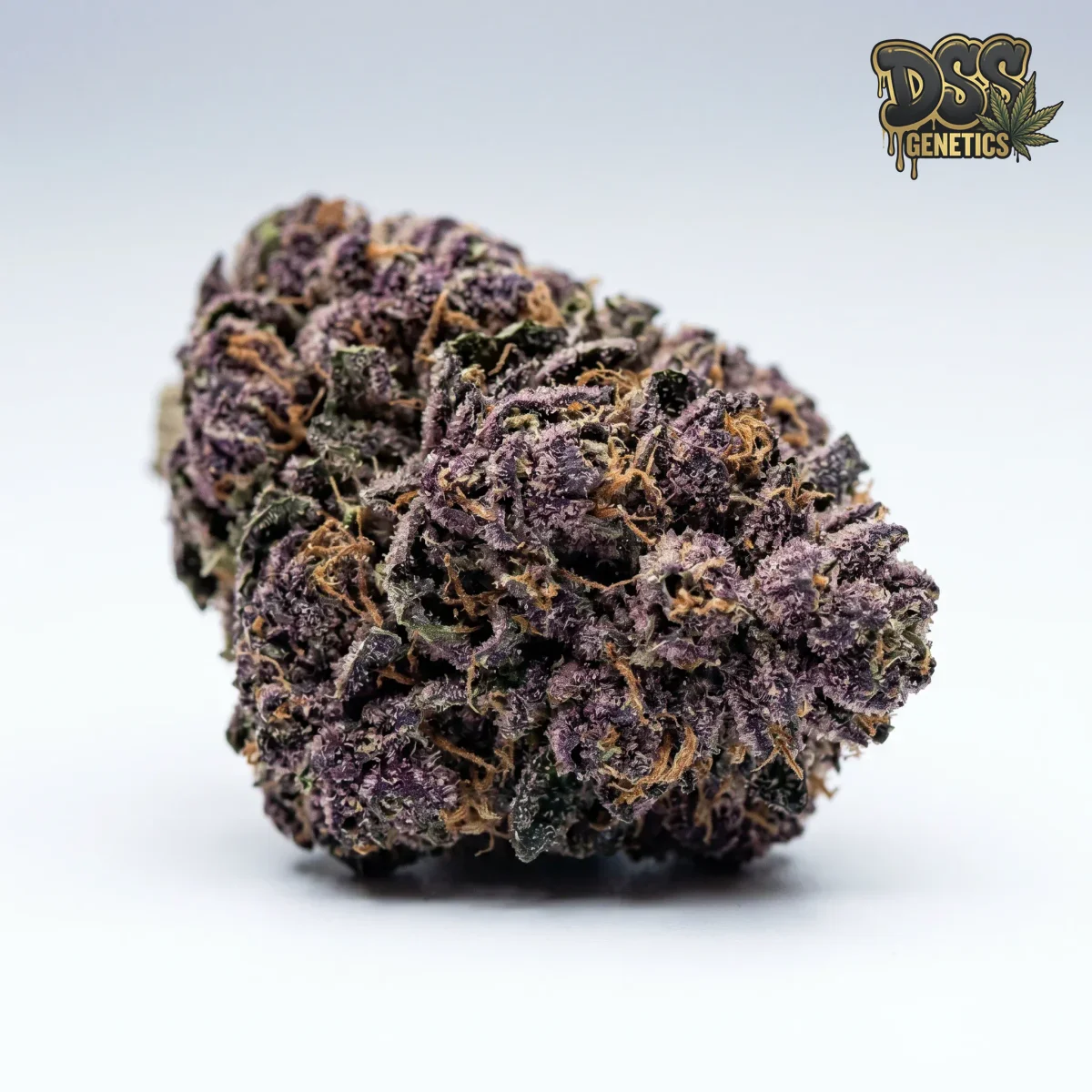 Purple Kush Feminized Seeds cannabis seeds
