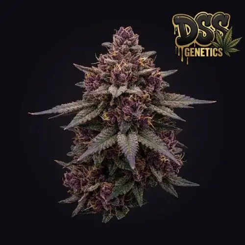 Purple Kush cannabis seeds