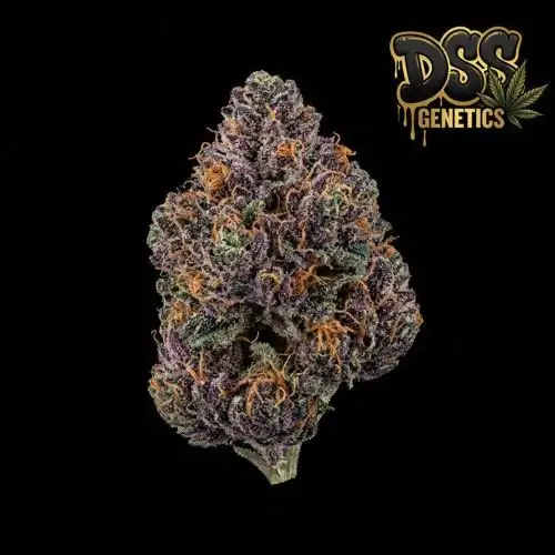 Purple Power Feminized Seeds cannabis seeds