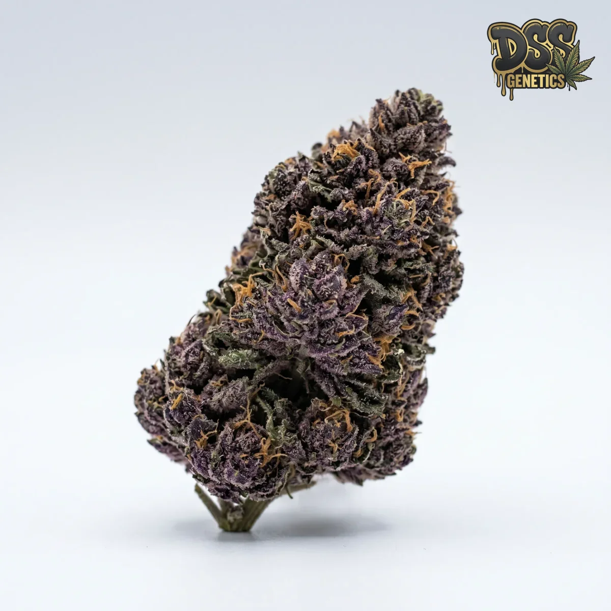 Purple Power Feminized Seeds cannabis seeds
