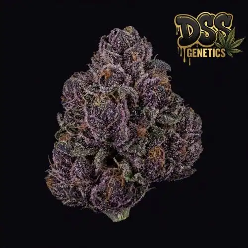 Purple Punch Feminized Seeds cannabis seeds