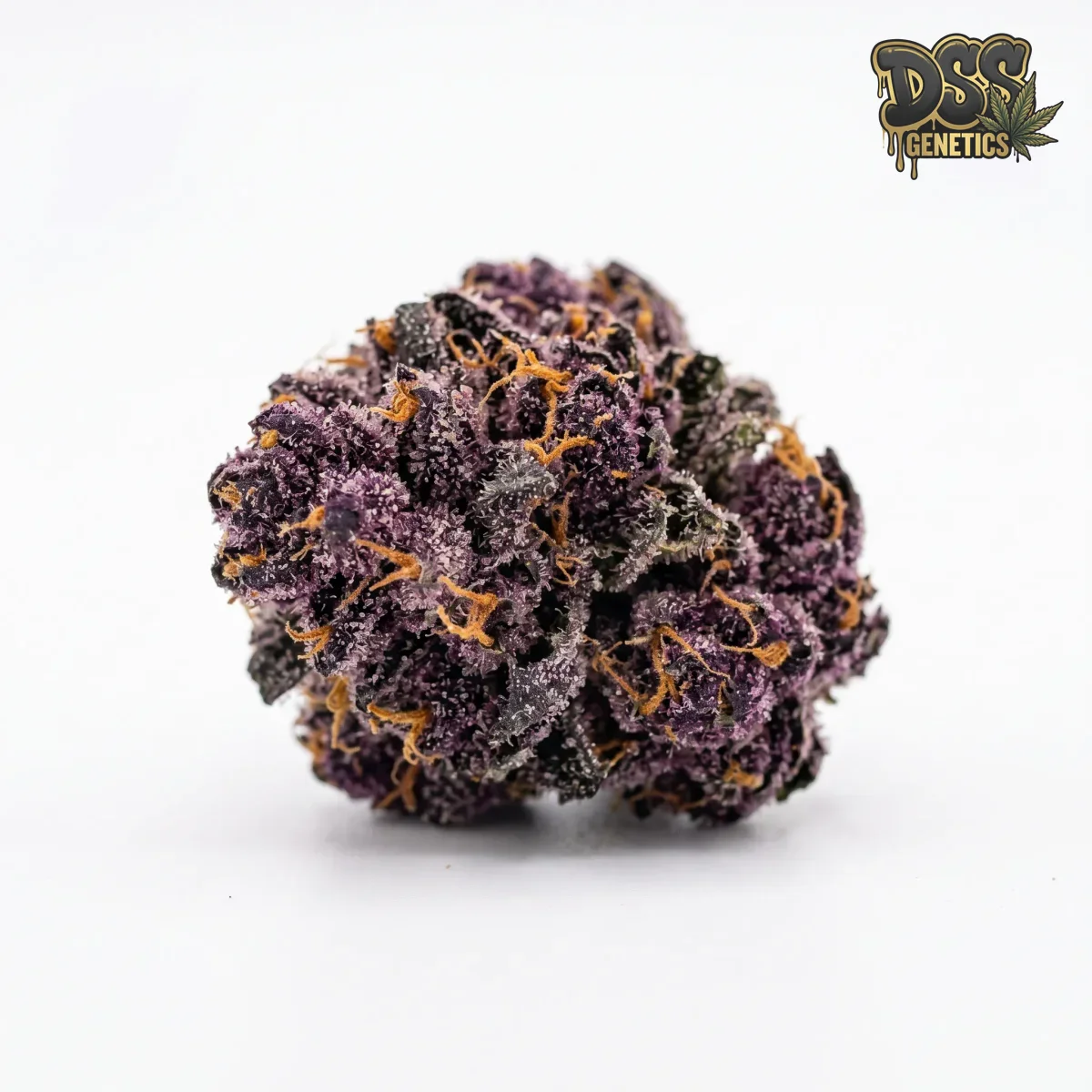 Purple Punch grow guide