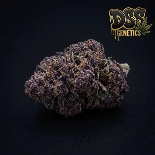 Purple Urkle grow guide