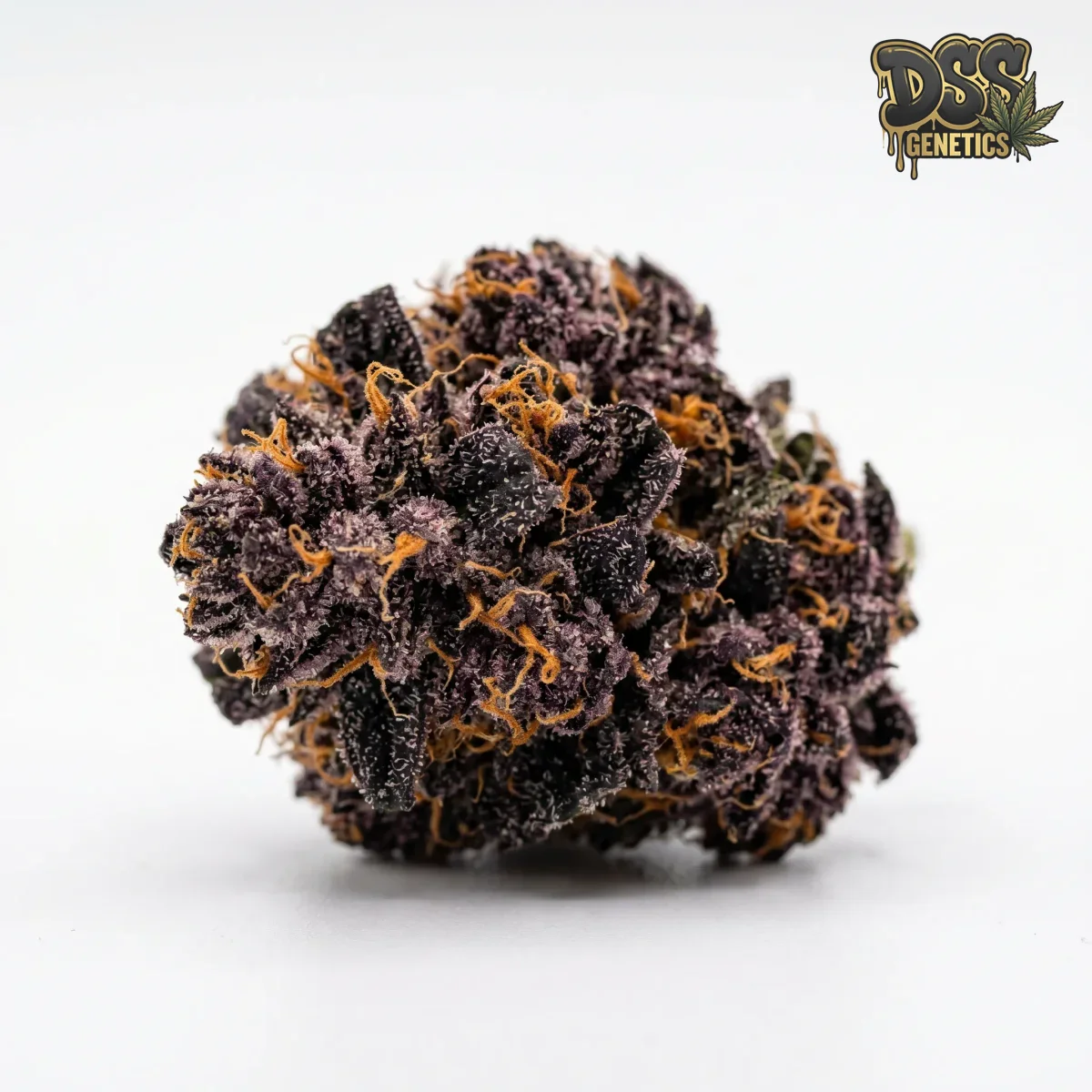 Purple Urkle grow guide