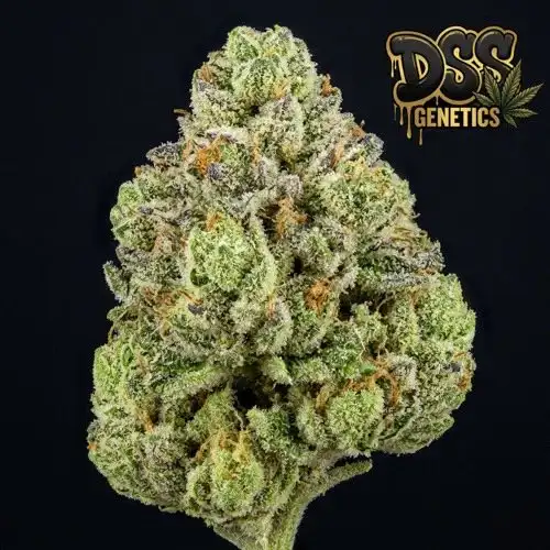 Quantum Kush Feminized Seeds cannabis seeds