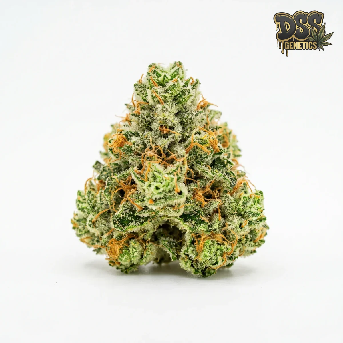 Quantum Kush Feminized Seeds cannabis seeds