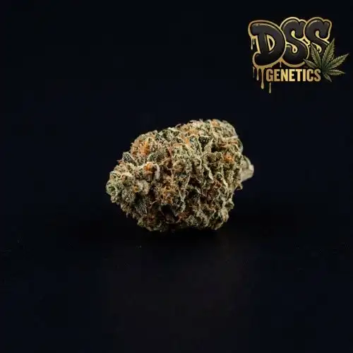 Quick One grow guide