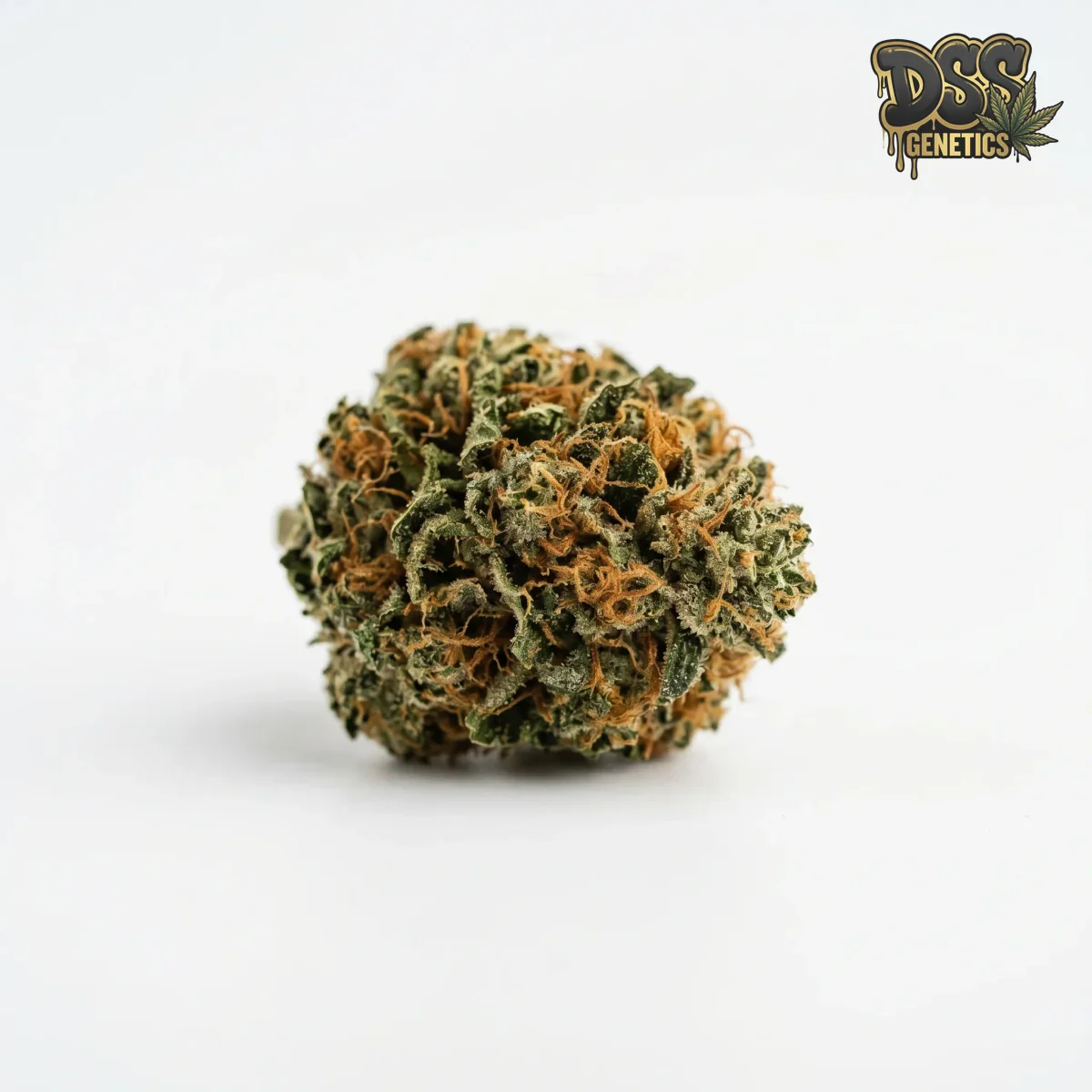 Quick One Autoflower Seeds grow guide