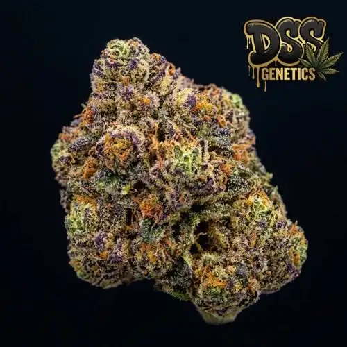 Rainbow Kush Feminized Seeds cannabis seeds