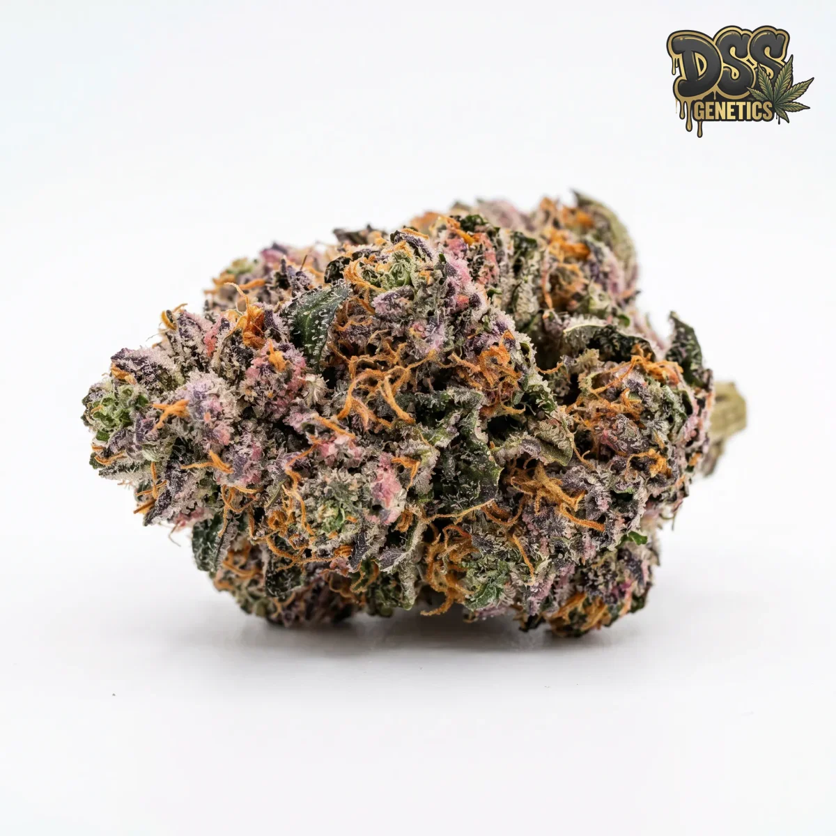 Rainbow Kush grow guide