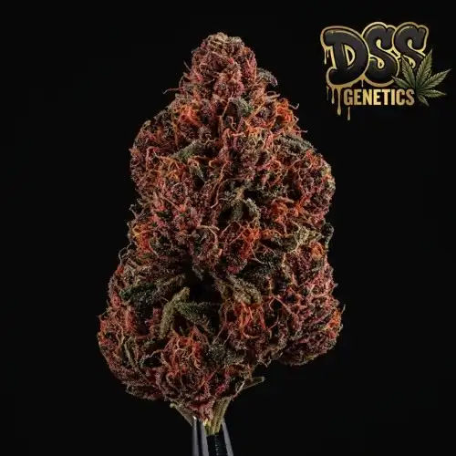 Red Dragon Feminized Seeds cannabis seeds – Feminized strain