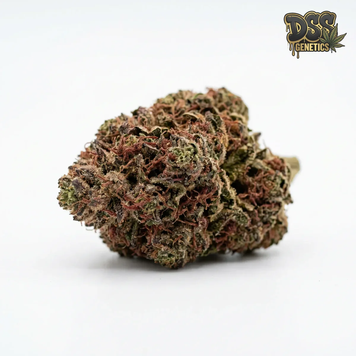 Red Dragon grow guide