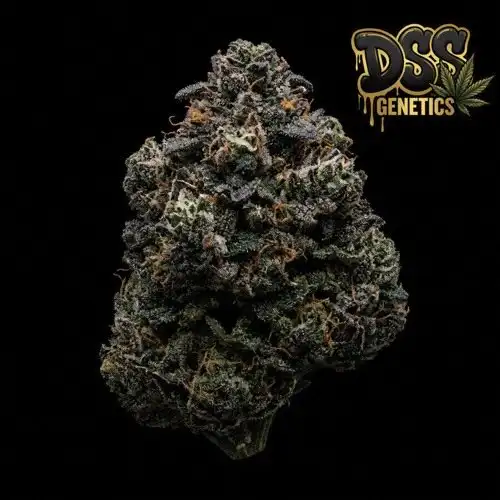 Royal Dwarf grow guide