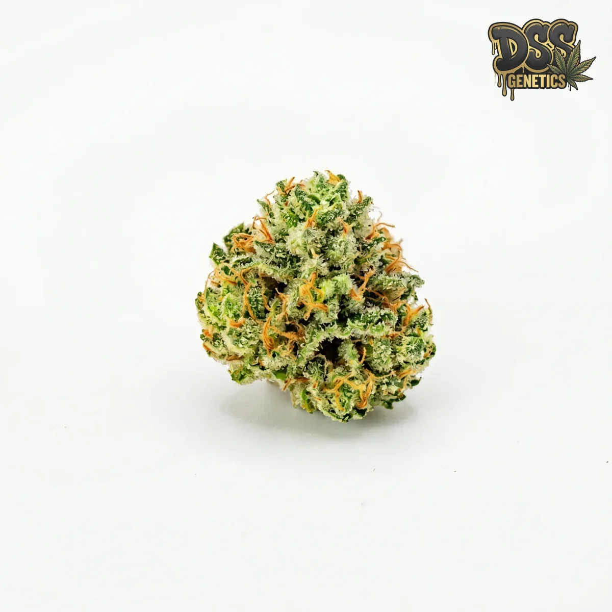 Royal Dwarf Autoflower Seeds grow guide