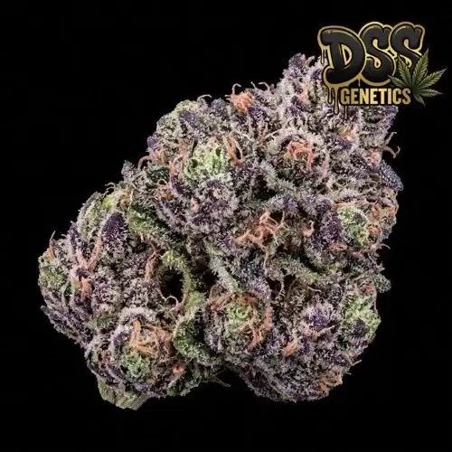 Runtz Feminized Seeds cannabis seeds