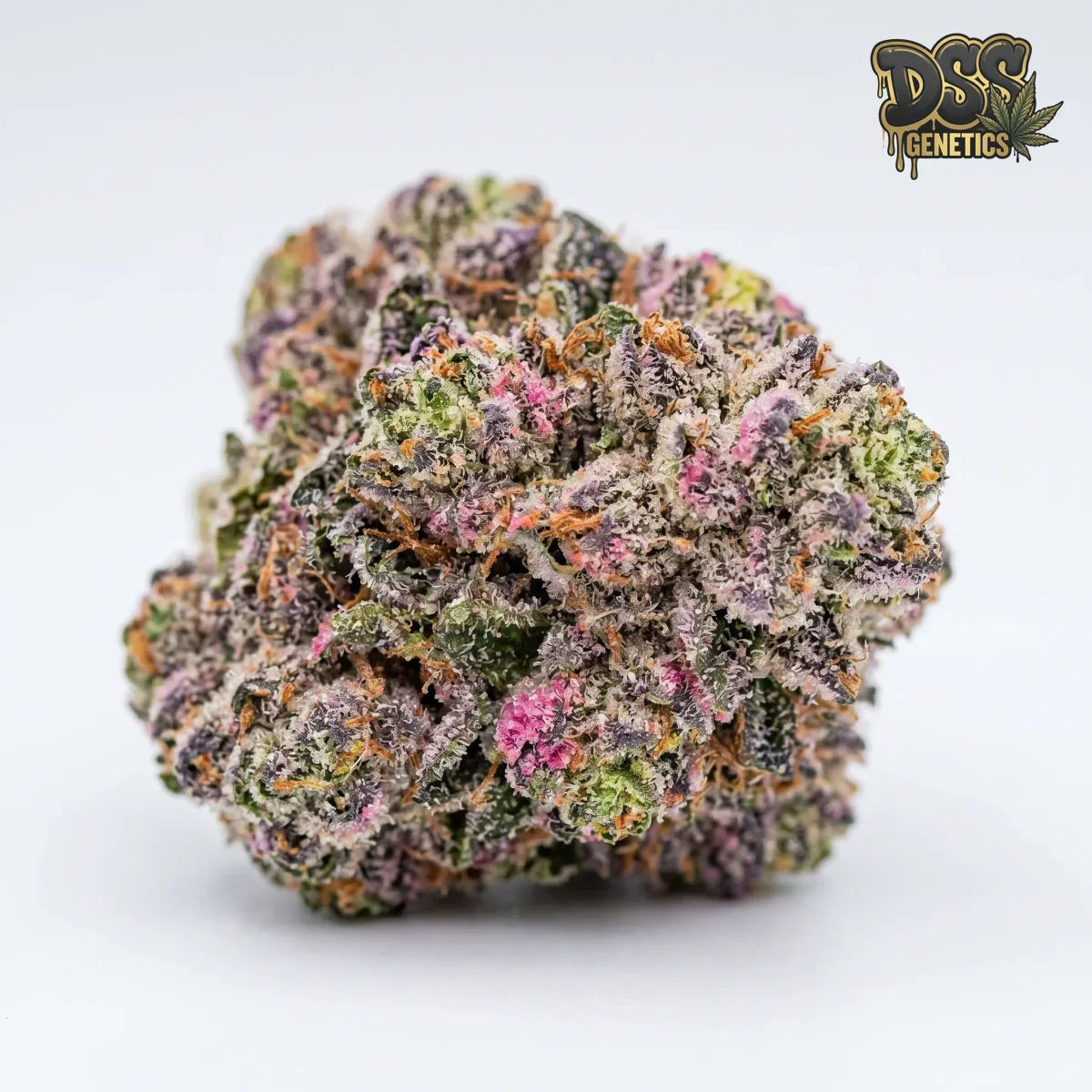 Runtz Feminized Seeds cannabis seeds