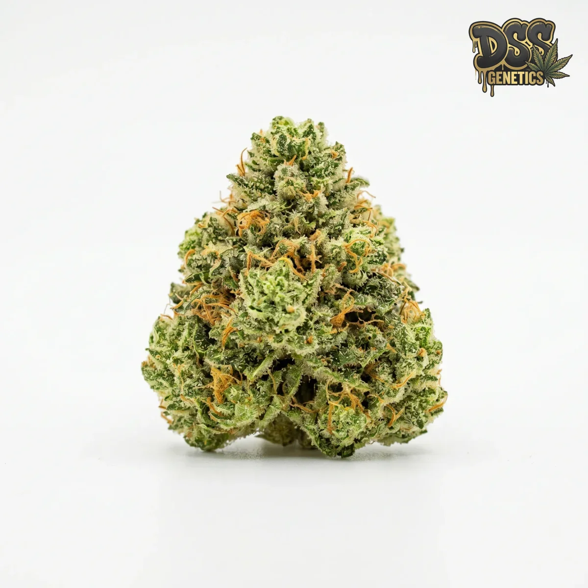 SFV Feminized Seeds cannabis seeds