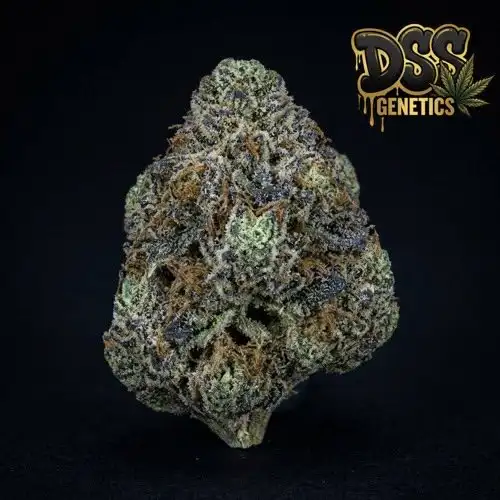 Shishkaberry Feminized Seeds cannabis seeds