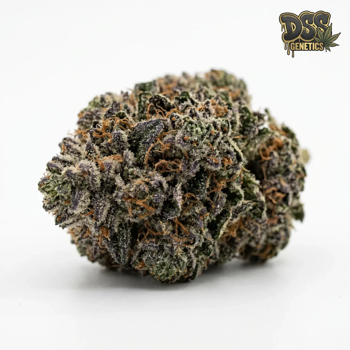 Shishkaberry Feminized Seeds cannabis seeds