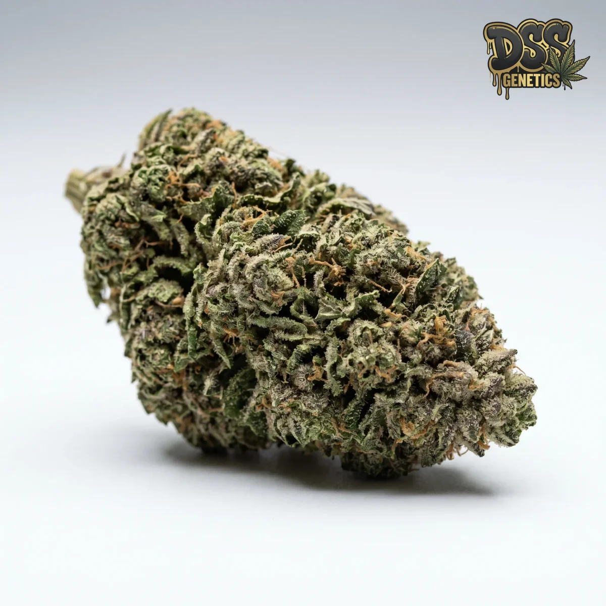 Silver Pearl Feminized Seeds cannabis seeds