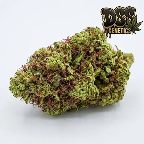 Skunk Red Hair Feminized Seeds cannabis seeds