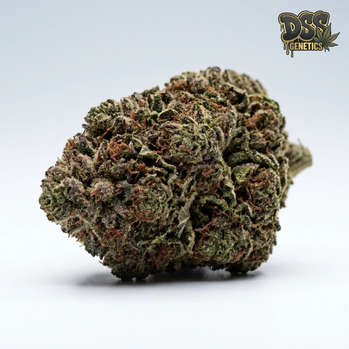 Skunk Red Hair grow guide